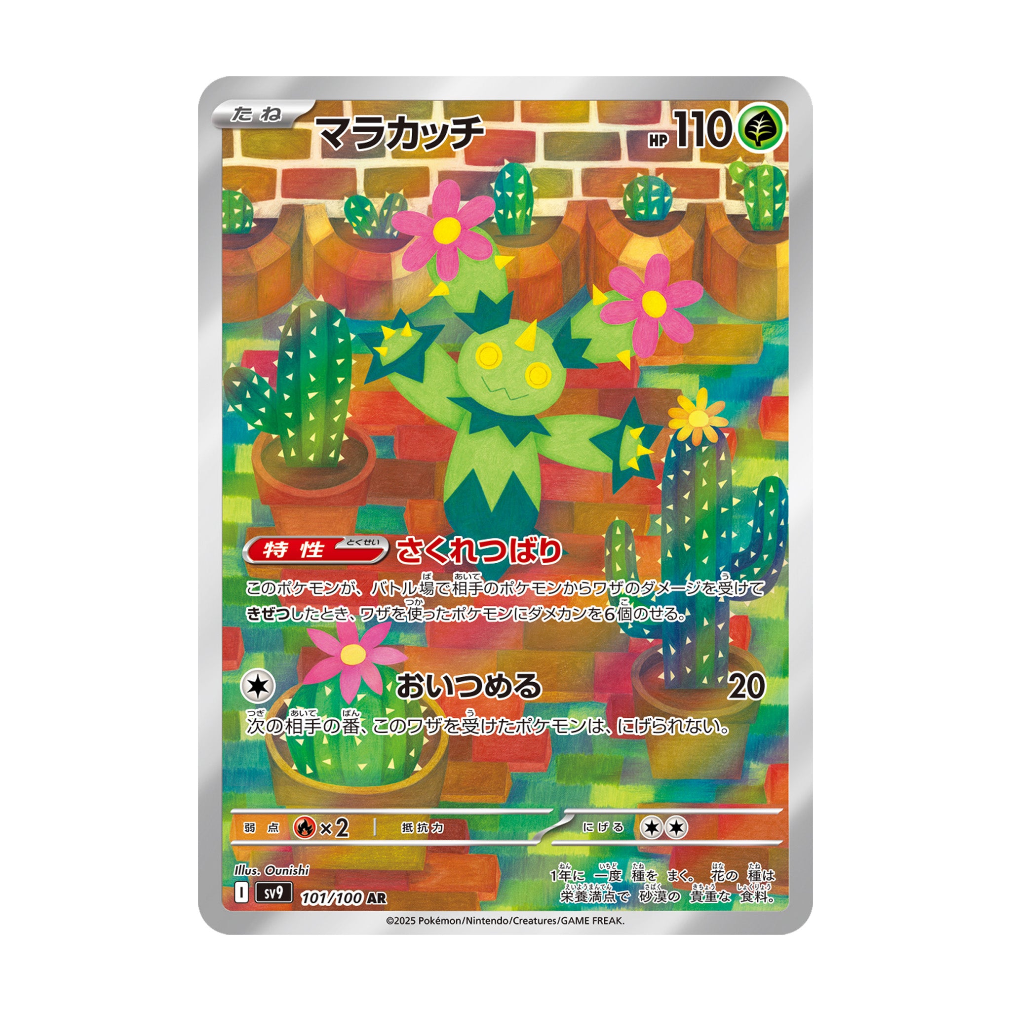 Maractus